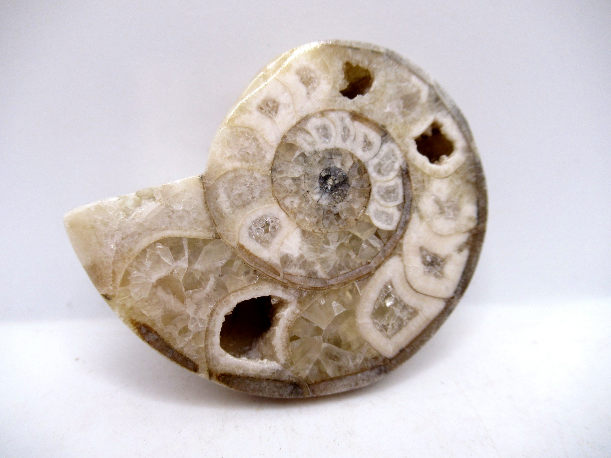 Triassic Nigeria Vascoceras Ammonite 27 | Fossils for Sale Genuine Triassic Age Vascoceras Ammonite Fossils for Sale from Nigeria #27