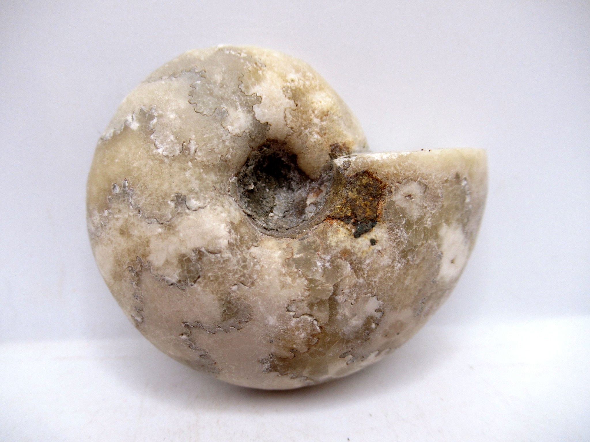 Triassic Nigeria Vascoceras Ammonite 27a | Fossils for Sale Genuine Triassic Age Vascoceras Ammonite Fossils for Sale from Nigeria #27a