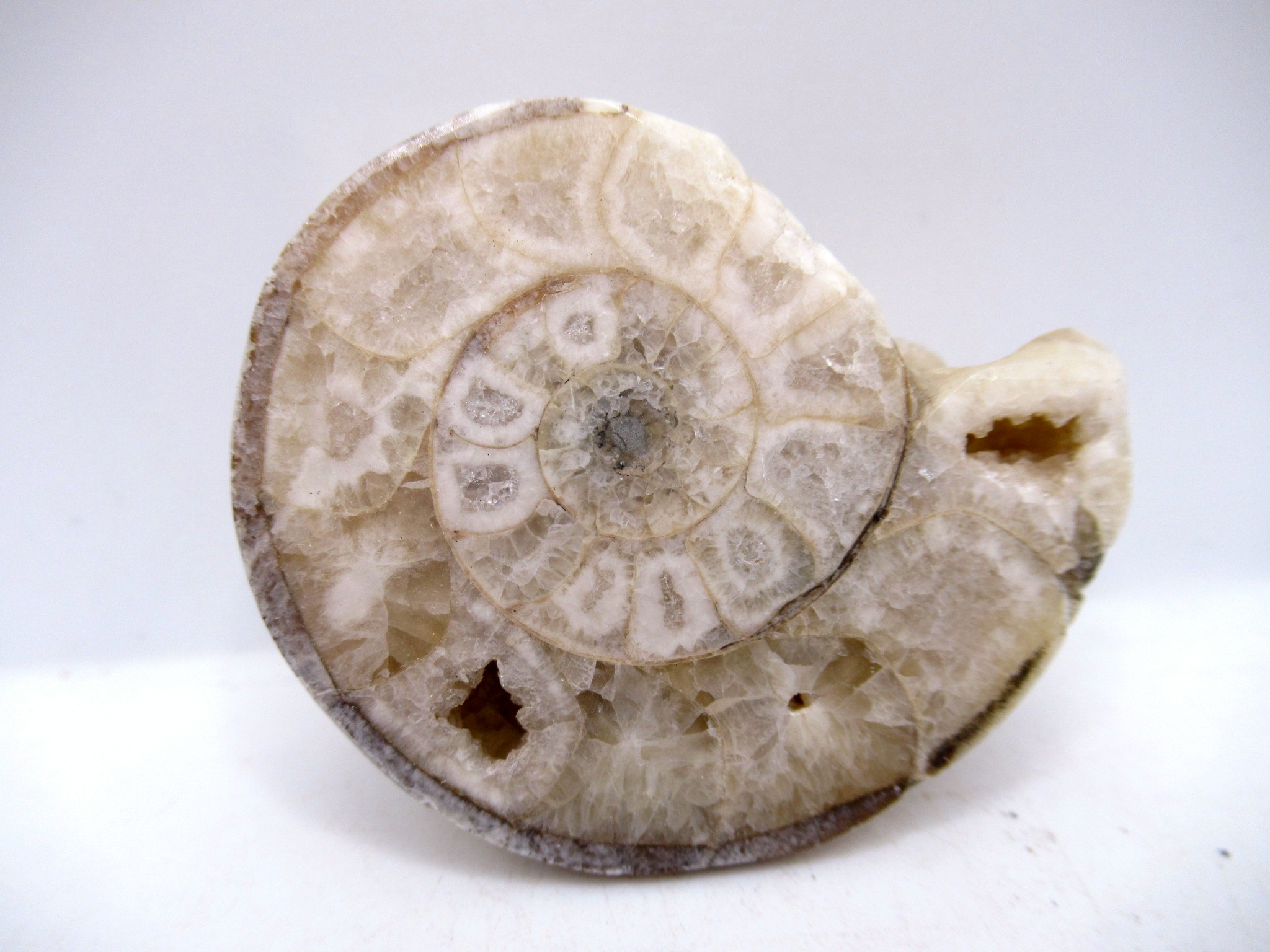 Triassic Nigeria Vascoceras Ammonite 34 | Fossils for Sale Genuine Triassic Age Vascoceras Ammonite Fossils for Sale from Nigeria #34