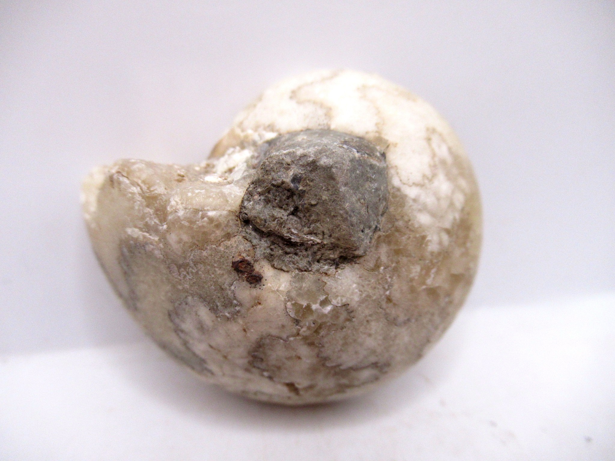 Triassic Nigeria Vascoceras Ammonite 34a | Fossils for Sale Genuine Triassic Age Vascoceras Ammonite Fossils for Sale from Nigeria #34a