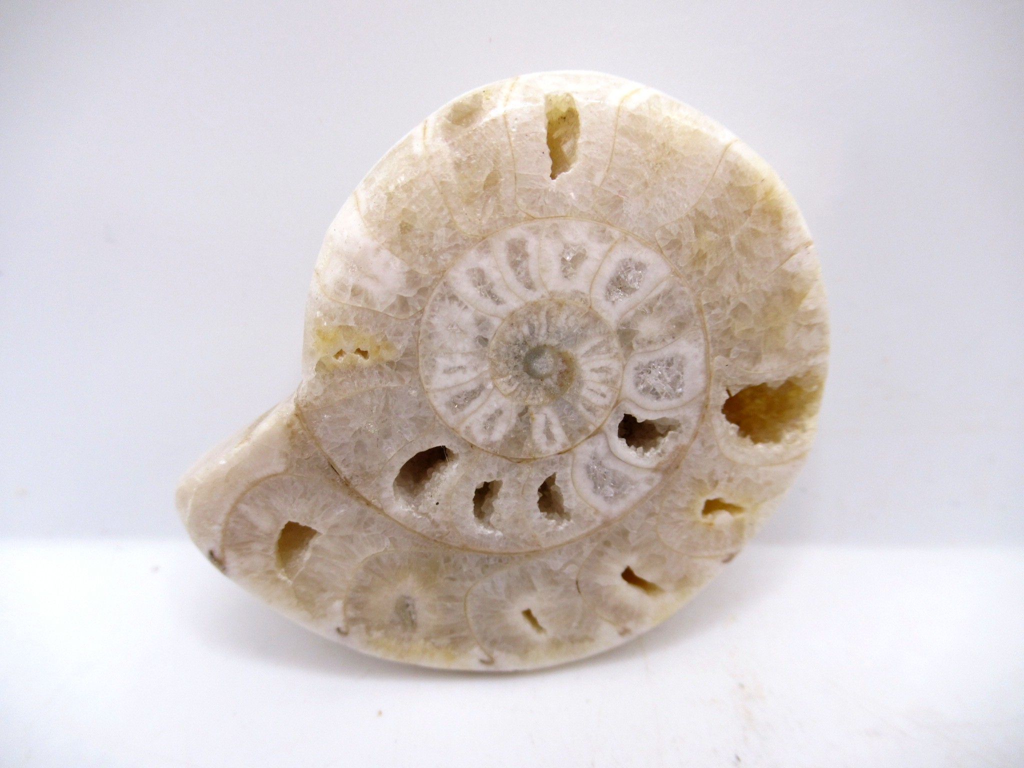 Nigeria Vascoceras Ammonite 5 | Fossils for Sale