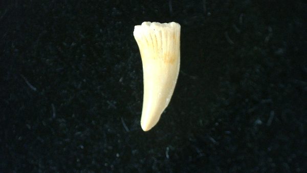 Genuine Permian Age Cacops Amphibian Tooth Fossils for Sale from Oklahoma #2b