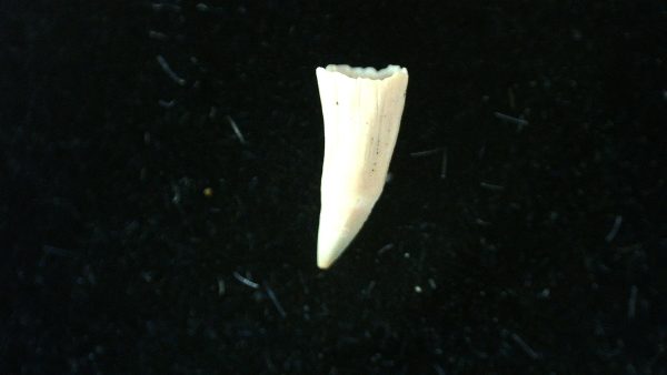 Genuine Permian Age Cacops Amphibian Tooth Fossils for Sale from Oklahoma #6b