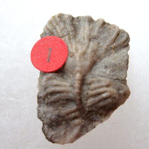 Genuine Mississippian Age Gilmore City Crinoid Fossil for Sale from Iowa #135