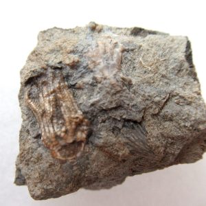 Genuine Mississippian Age Gilmore City Crinoid Fossil for Sale from Iowa #136