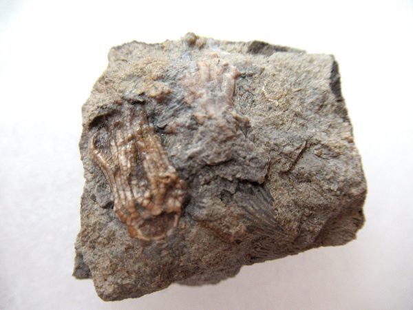 Genuine Mississippian Age Gilmore City Crinoid Fossil for Sale from Iowa #136