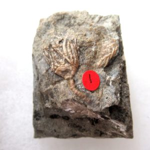 Genuine Mississippian Age Gilmore City Crinoid Fossil for Sale from Iowa #137