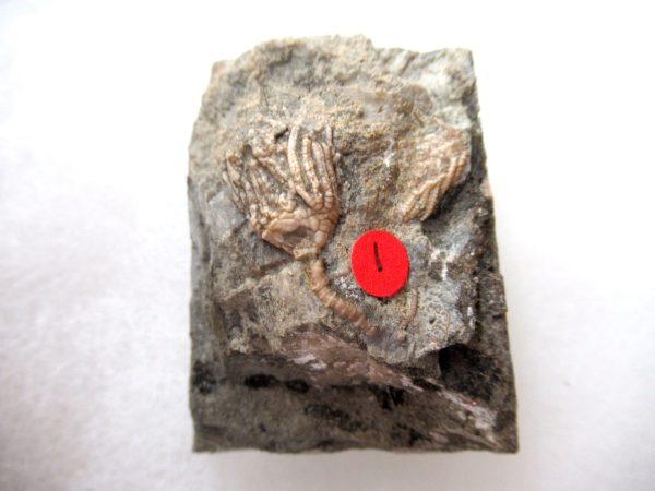 Genuine Mississippian Age Gilmore City Crinoid Fossil for Sale from Iowa #137