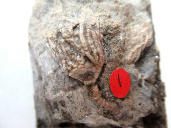 Genuine Mississippian Age Gilmore City Crinoid Fossil for Sale from Iowa #137a