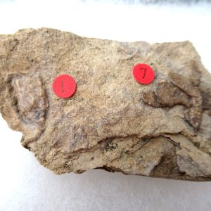 Genuine Mississippian Age Gilmore City Crinoid Fossil for Sale from Iowa #138