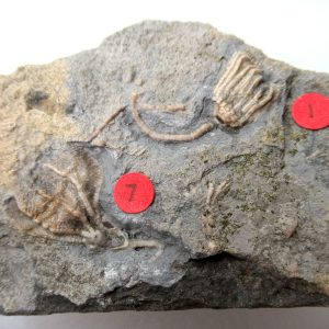 Genuine Mississippian Age Gilmore City Crinoid Fossil for Sale from Iowa #139