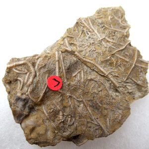 Genuine Mississippian Age Gilmore City Crinoid Fossil for Sale from Iowa #140