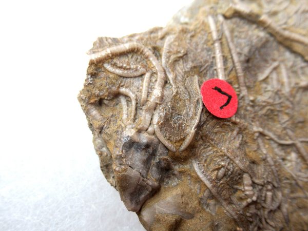 Genuine Mississippian Age Gilmore City Crinoid Fossil for Sale from Iowa #140a