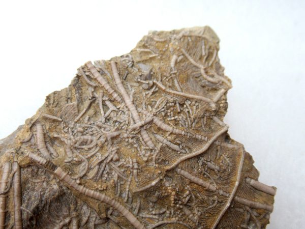 Genuine Mississippian Age Gilmore City Crinoid Fossil for Sale from Iowa #140c