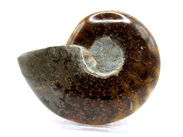 Genuine Cretaceous Age Ammonite Cleoniceras Whole Fossil for Sale from Madagascar #45