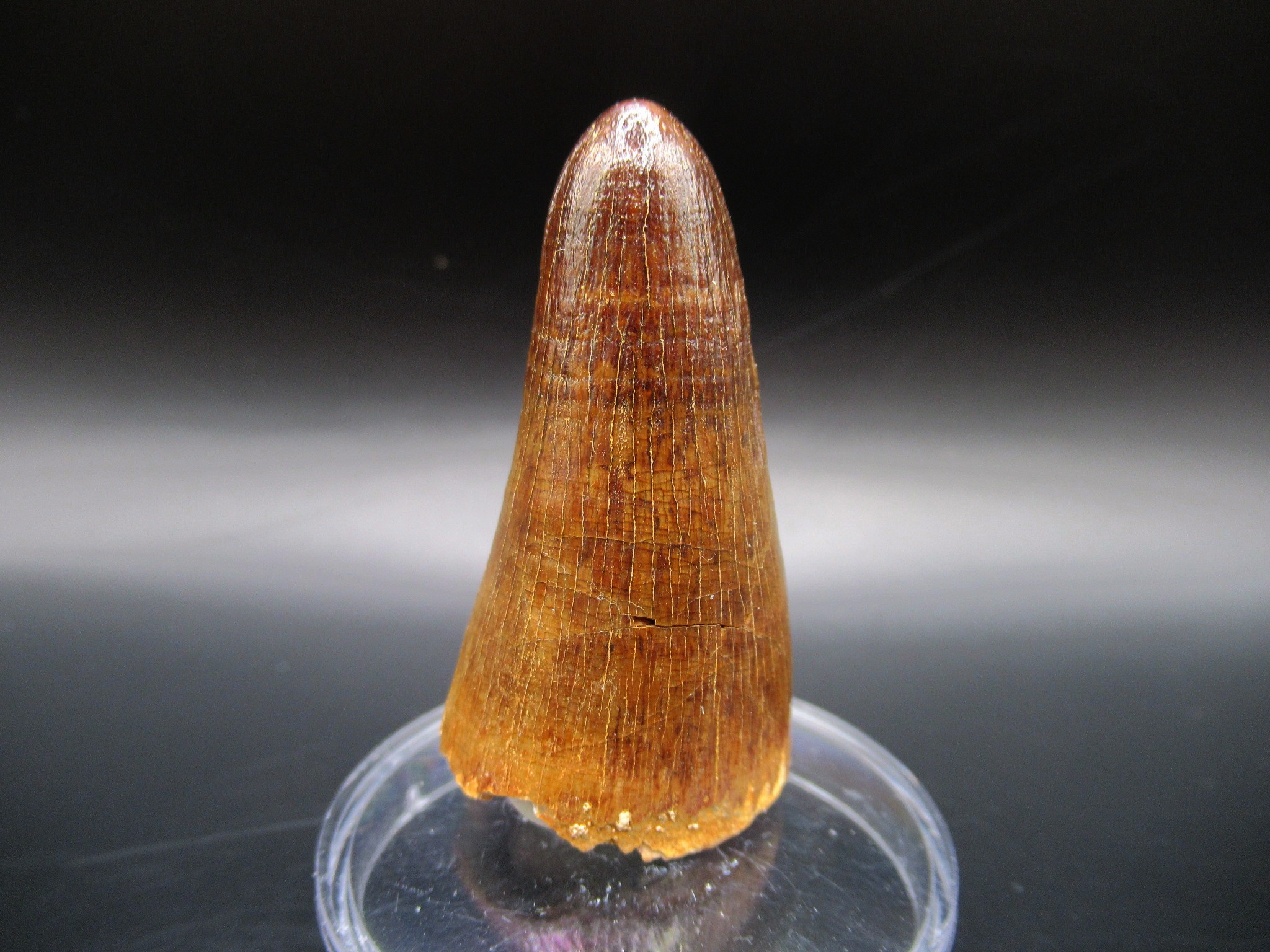 Maroccosuchus Crocodile Tooth 11 | Fossils for Sale Genuine Eocene Age Maroccosuchus Crocodile Tooth Fossils for Sale from Morocco #11