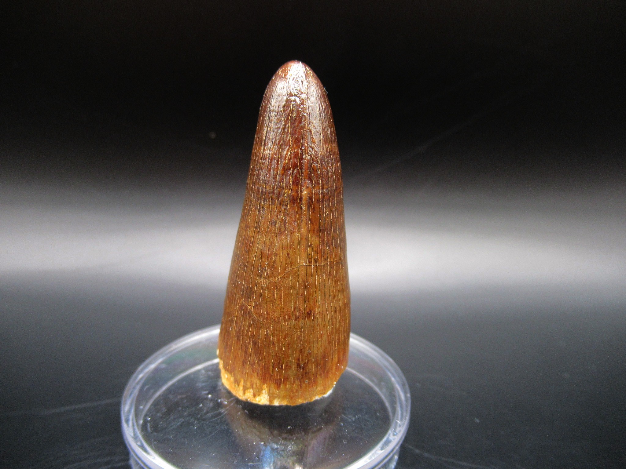 Maroccosuchus Crocodile Tooth 11a | Fossils for Sale Genuine Eocene Age Maroccosuchus Crocodile Tooth Fossils for Sale from Morocco #11a