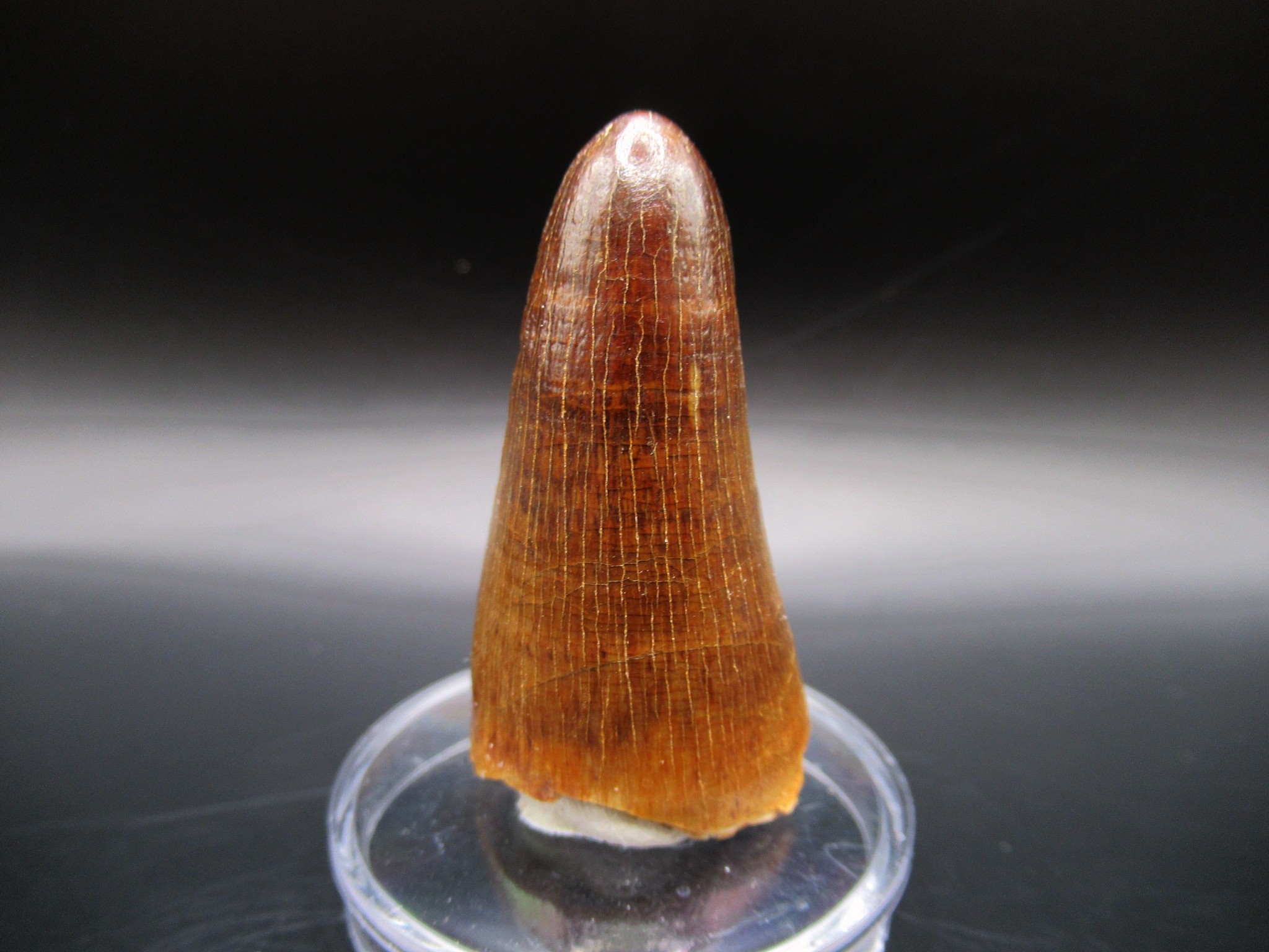 Maroccosuchus Crocodile Tooth 11b | Fossils for Sale Genuine Eocene Age Maroccosuchus Crocodile Tooth Fossils for Sale from Morocco #11b