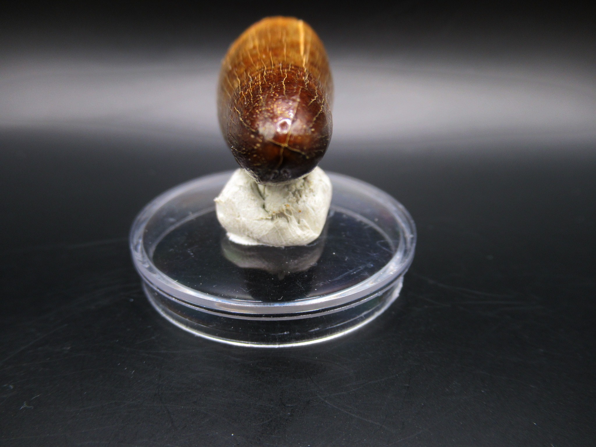 Maroccosuchus Crocodile Tooth 11c | Fossils for Sale Genuine Eocene Age Maroccosuchus Crocodile Tooth Fossils for Sale from Morocco #11c