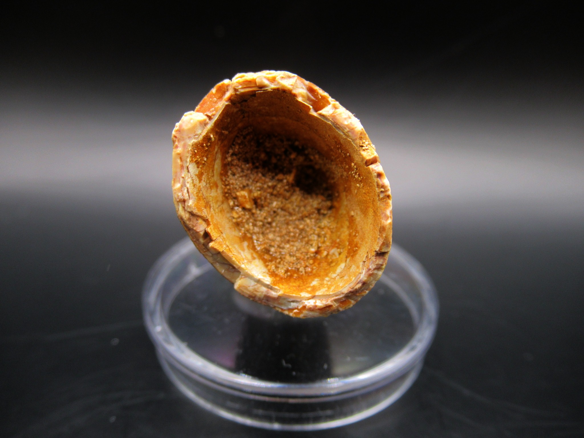 Maroccosuchus Crocodile Tooth 11d | Fossils for Sale Genuine Eocene Age Maroccosuchus Crocodile Tooth Fossils for Sale from Morocco #11d