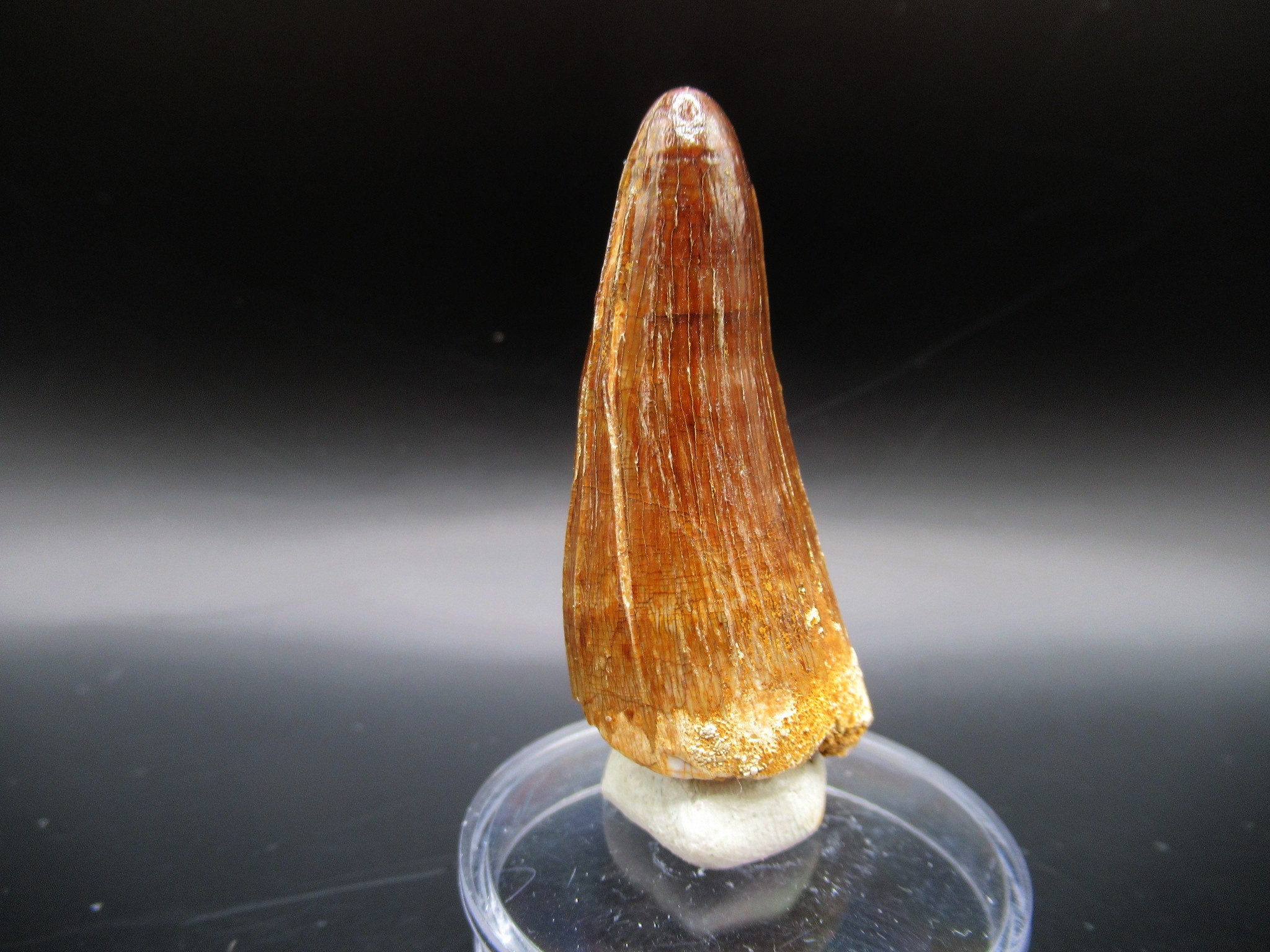Maroccosuchus Crocodile Tooth 12 | Fossils for Sale Genuine Eocene Age Maroccosuchus Crocodile Tooth Fossils for Sale from Morocco #12
