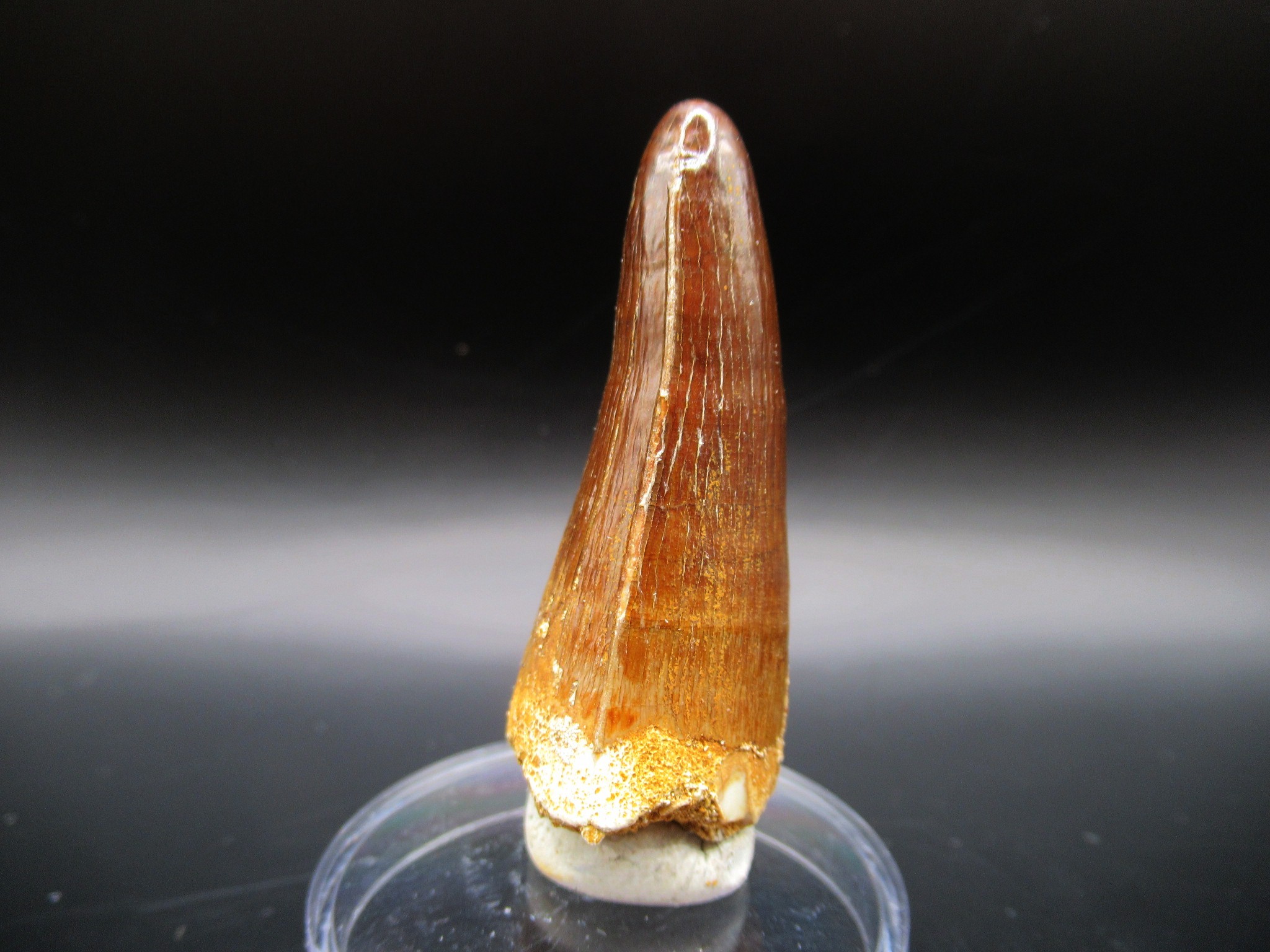 Maroccosuchus Crocodile Tooth 12a | Fossils for Sale Genuine Eocene Age Maroccosuchus Crocodile Tooth Fossils for Sale from Morocco #12a