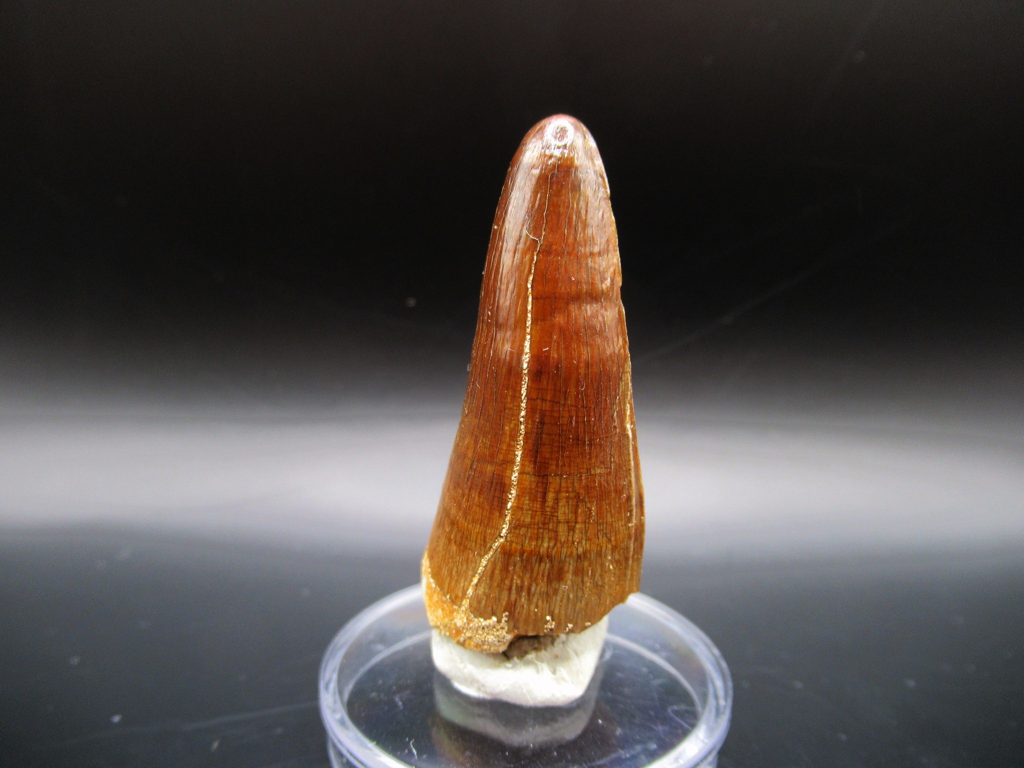 Maroccosuchus Crocodile Tooth 12b | Fossils for Sale Genuine Eocene Age Maroccosuchus Crocodile Tooth Fossils for Sale from Morocco #12b
