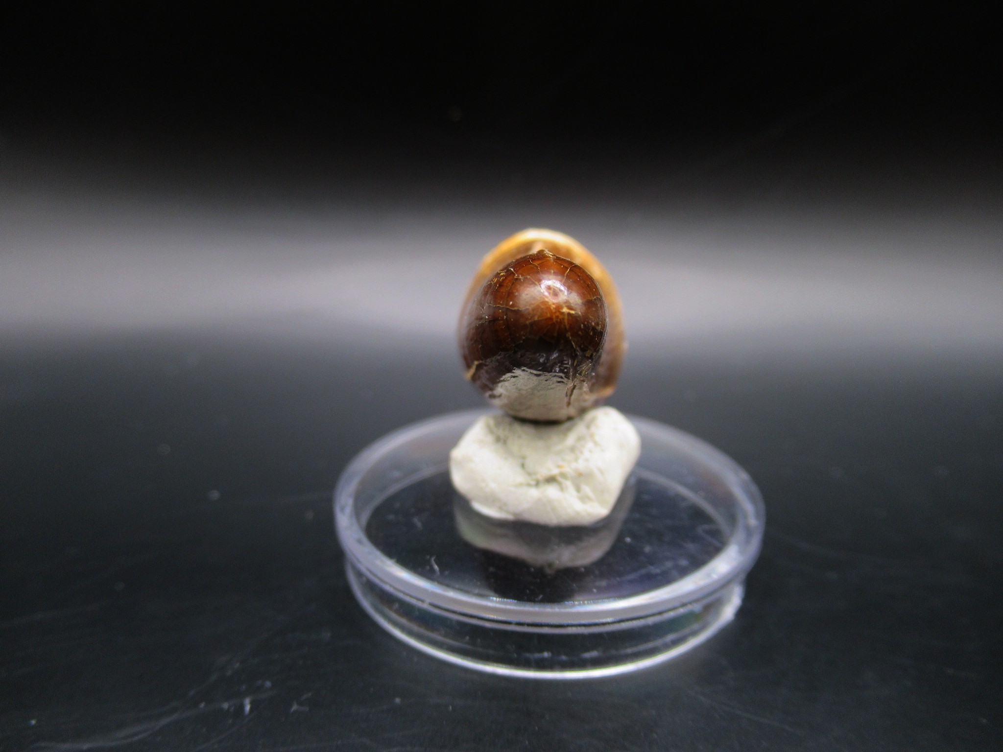 Maroccosuchus Crocodile Tooth 12c | Fossils for Sale Genuine Eocene Age Maroccosuchus Crocodile Tooth Fossils for Sale from Morocco #12c