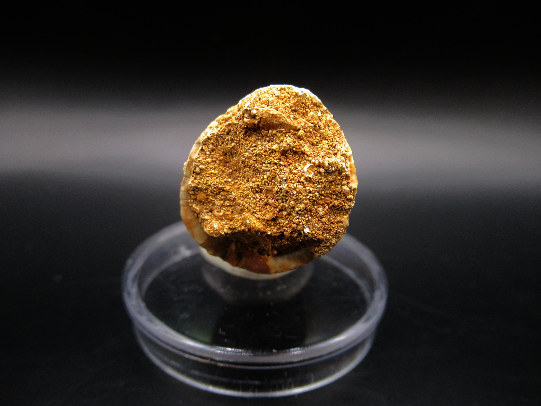 Maroccosuchus Crocodile Tooth 12d | Fossils for Sale Genuine Eocene Age Maroccosuchus Crocodile Tooth Fossils for Sale from Morocco #12d