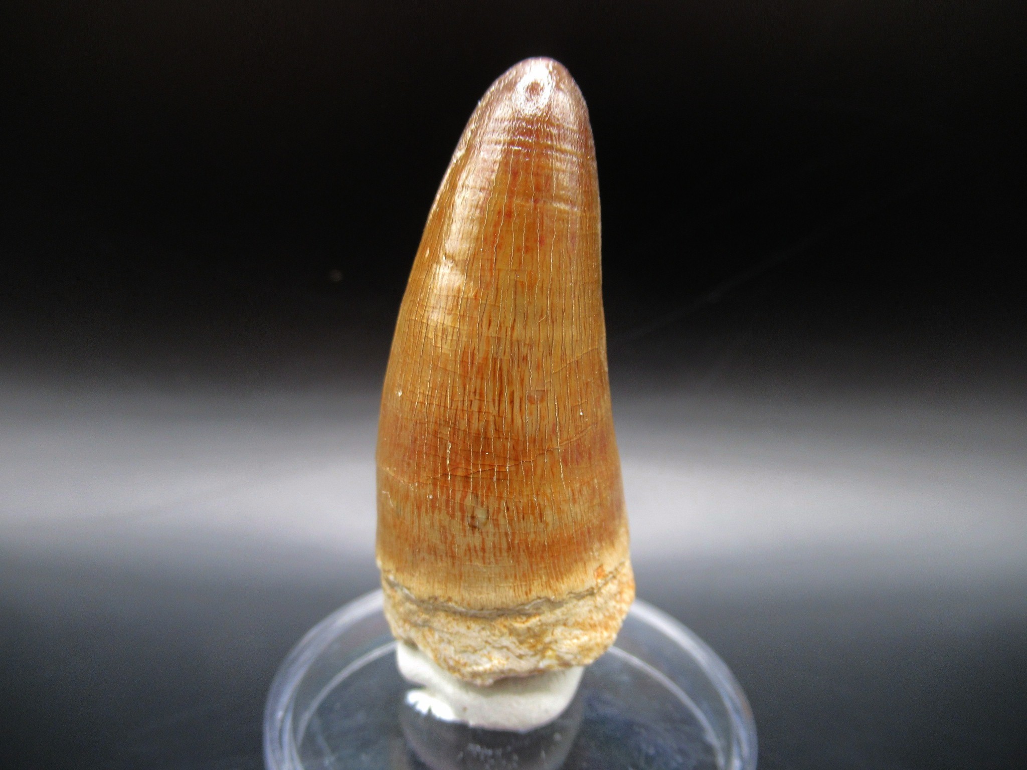 Maroccosuchus Crocodile Tooth 15 | Fossils for Sale Genuine Eocene Age Maroccosuchus Crocodile Tooth Fossils for Sale from Morocco #15