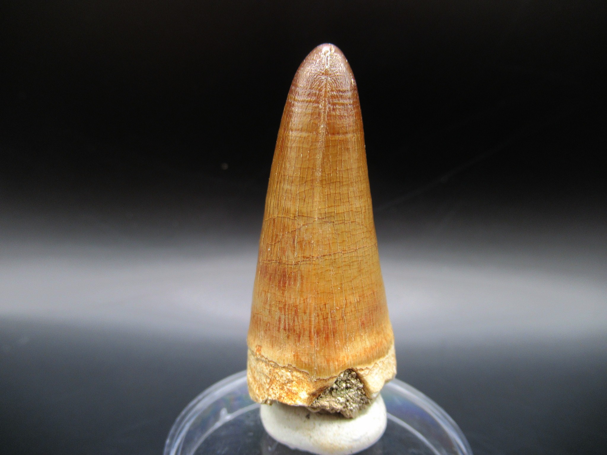 Maroccosuchus Crocodile Tooth 15a | Fossils for Sale Genuine Eocene Age Maroccosuchus Crocodile Tooth Fossils for Sale from Morocco #15a