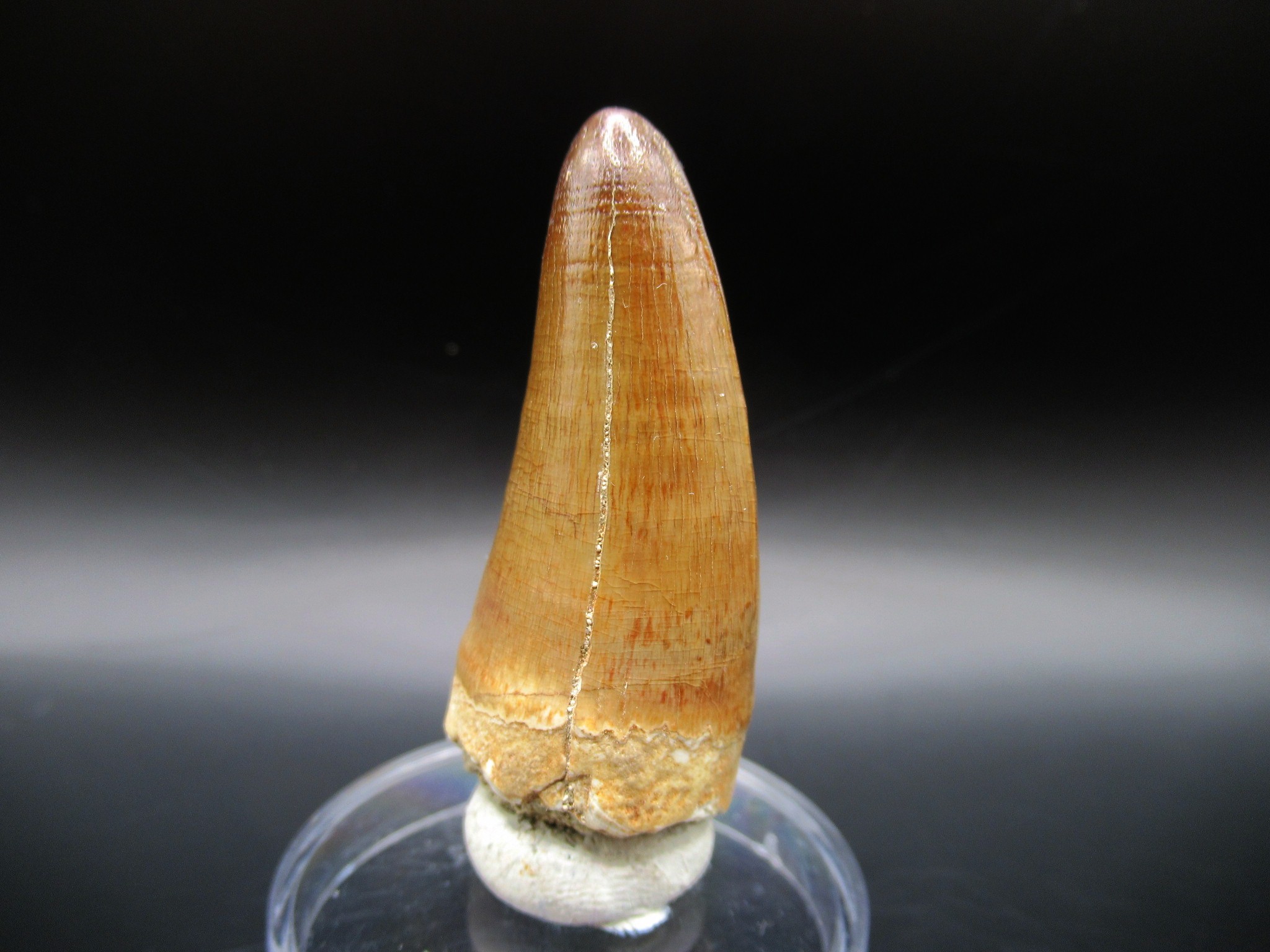 Maroccosuchus Crocodile Tooth 15b | Fossils for Sale Genuine Eocene Age Maroccosuchus Crocodile Tooth Fossils for Sale from Morocco #15b
