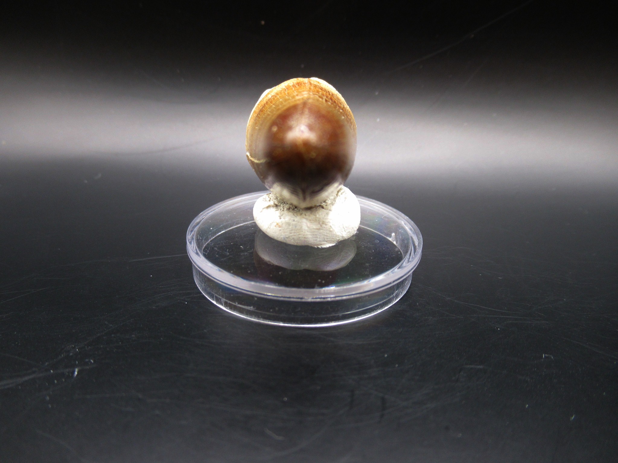 Maroccosuchus Crocodile Tooth 15c | Fossils for Sale Genuine Eocene Age Maroccosuchus Crocodile Tooth Fossils for Sale from Morocco #15c