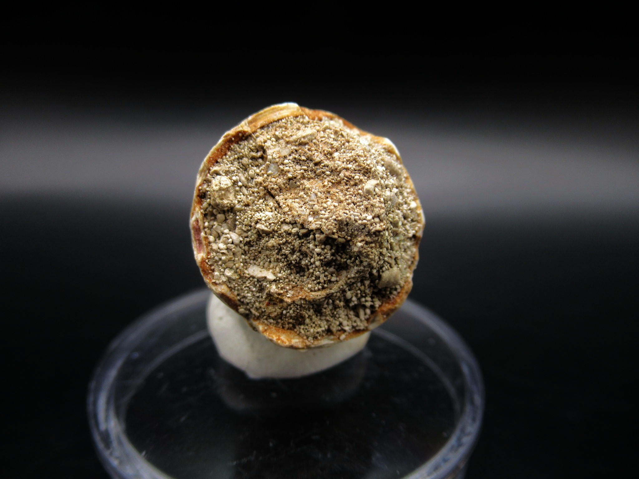 Maroccosuchus Crocodile Tooth 15d | Fossils for Sale Genuine Eocene Age Maroccosuchus Crocodile Tooth Fossils for Sale from Morocco #15d