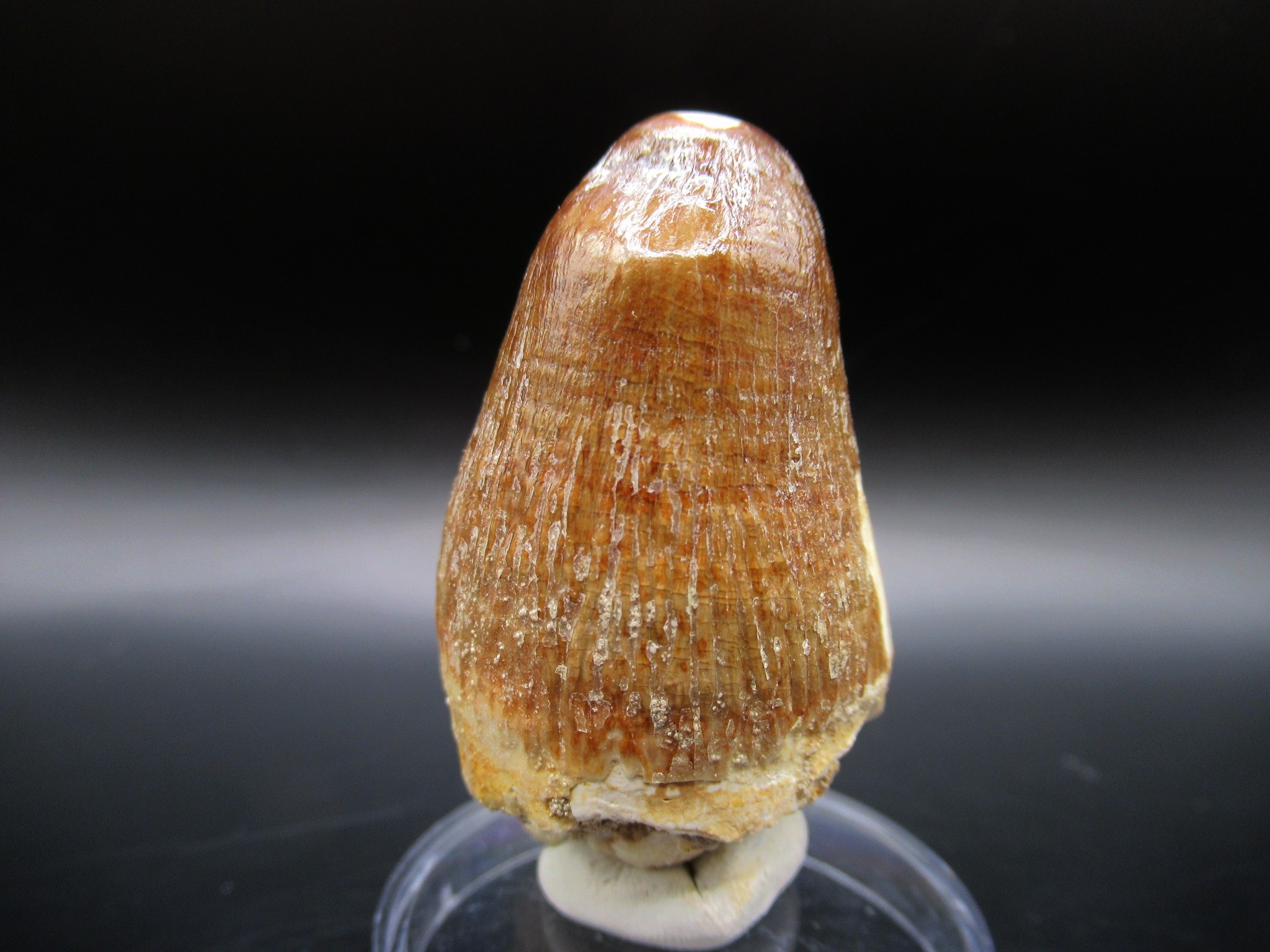 Maroccosuchus Crocodile Tooth 17 | Fossils for Sale