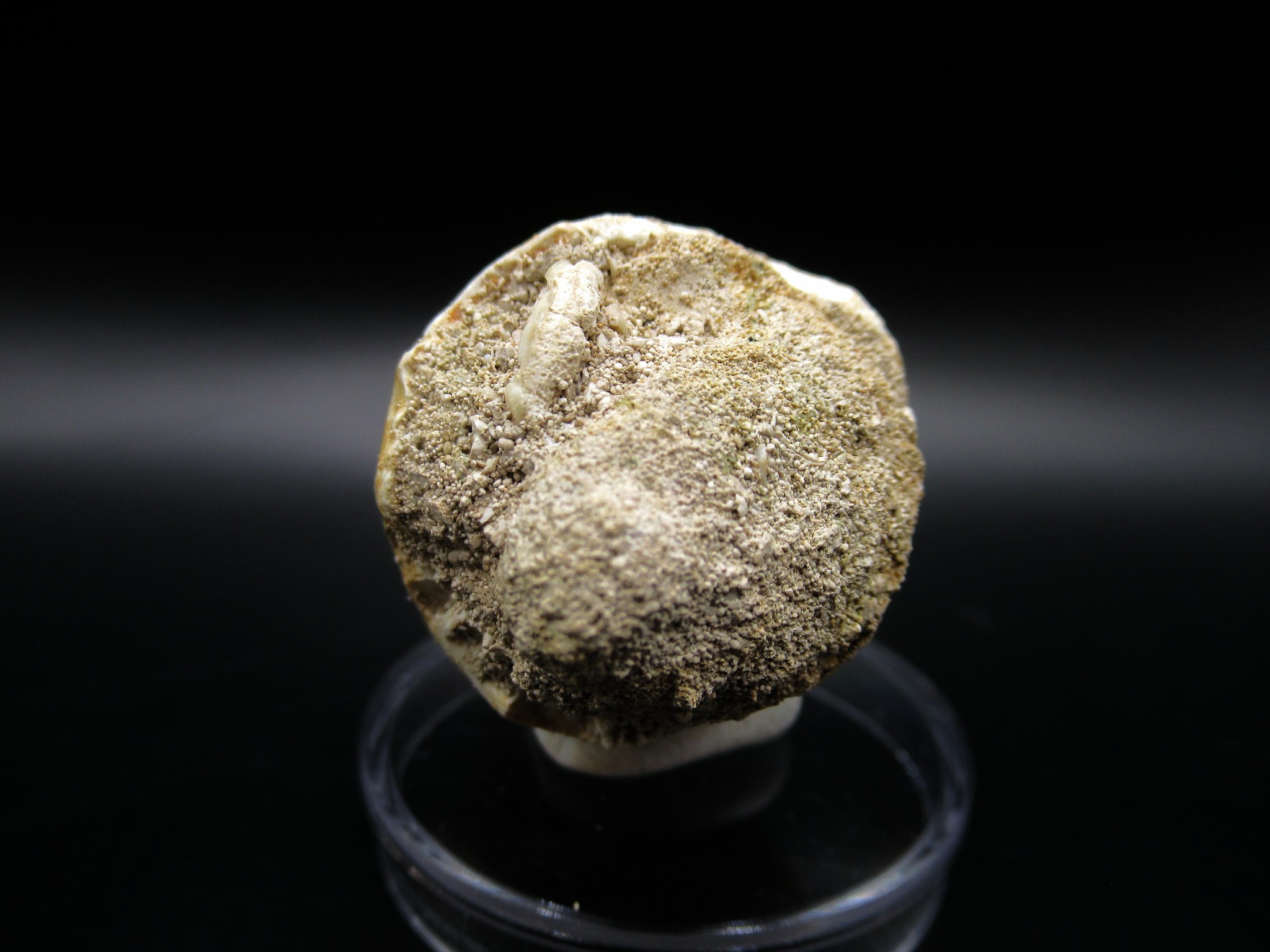 Maroccosuchus Crocodile Tooth 17d | Fossils for Sale