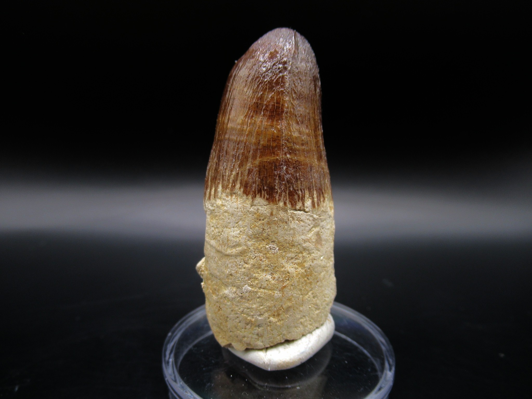 Maroccosuchus Crocodile Tooth 18 | Fossils for Sale