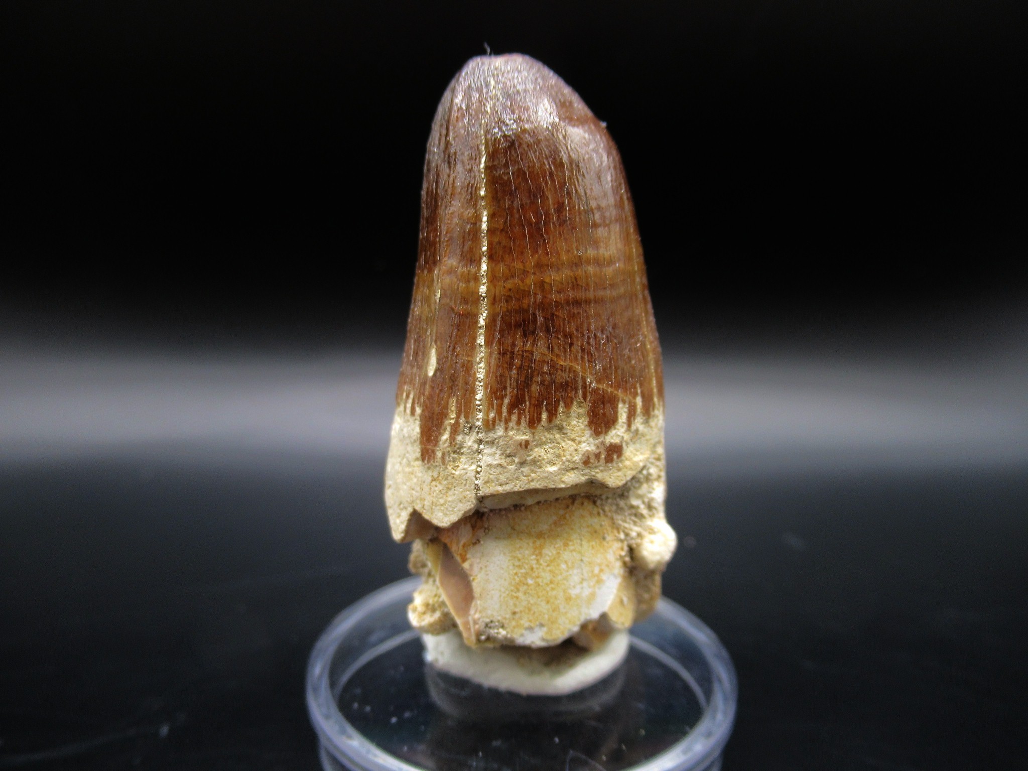 Maroccosuchus Crocodile Tooth 18a | Fossils for Sale