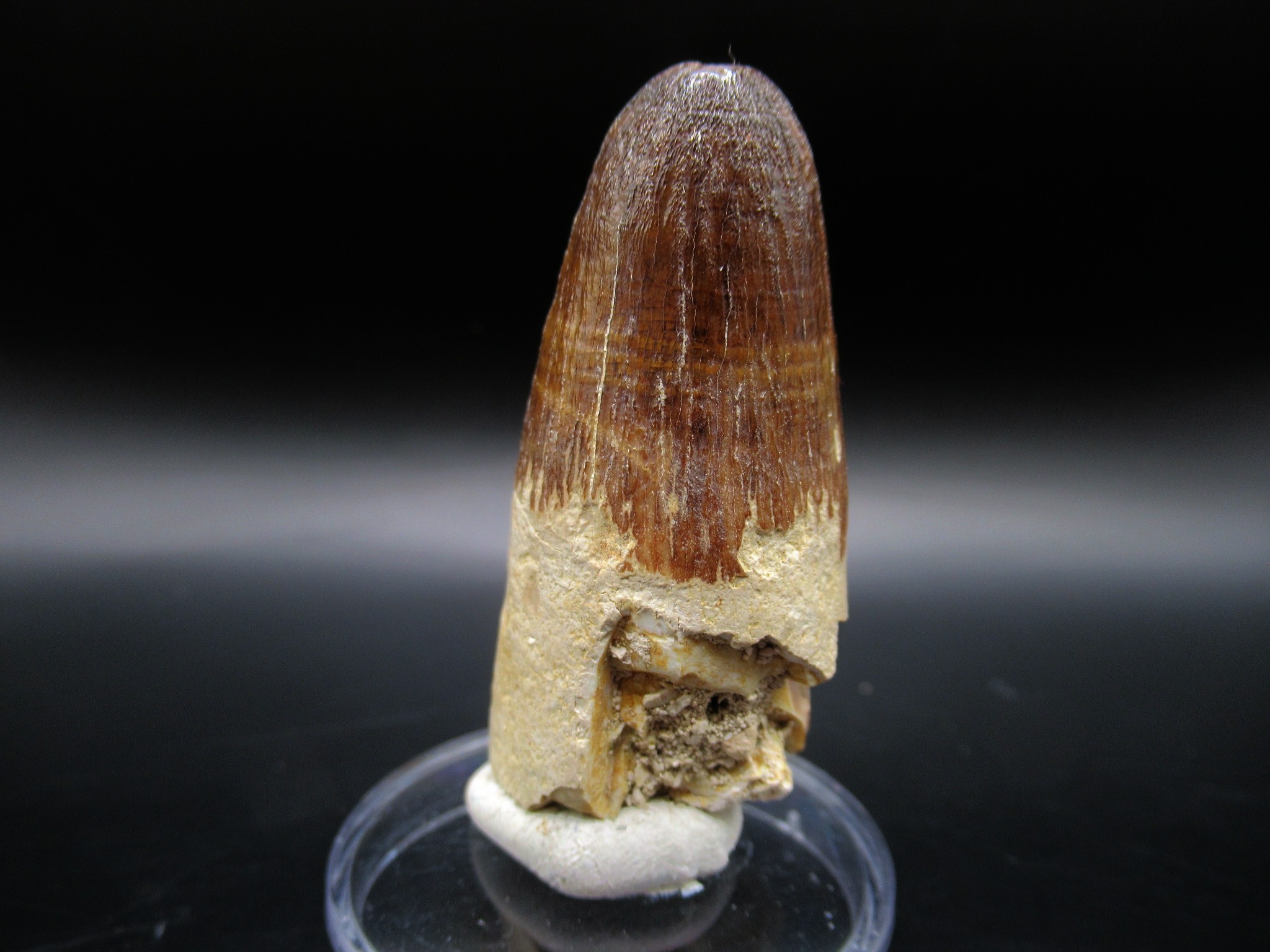Maroccosuchus Crocodile Tooth 18b | Fossils for Sale