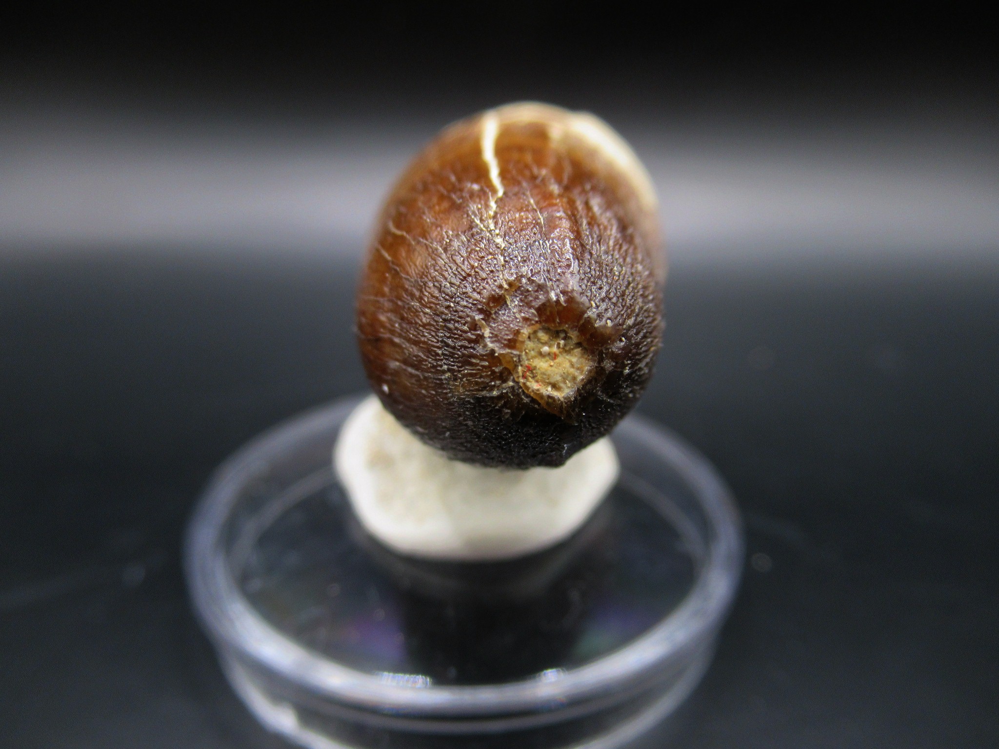 Maroccosuchus Crocodile Tooth 18c | Fossils for Sale