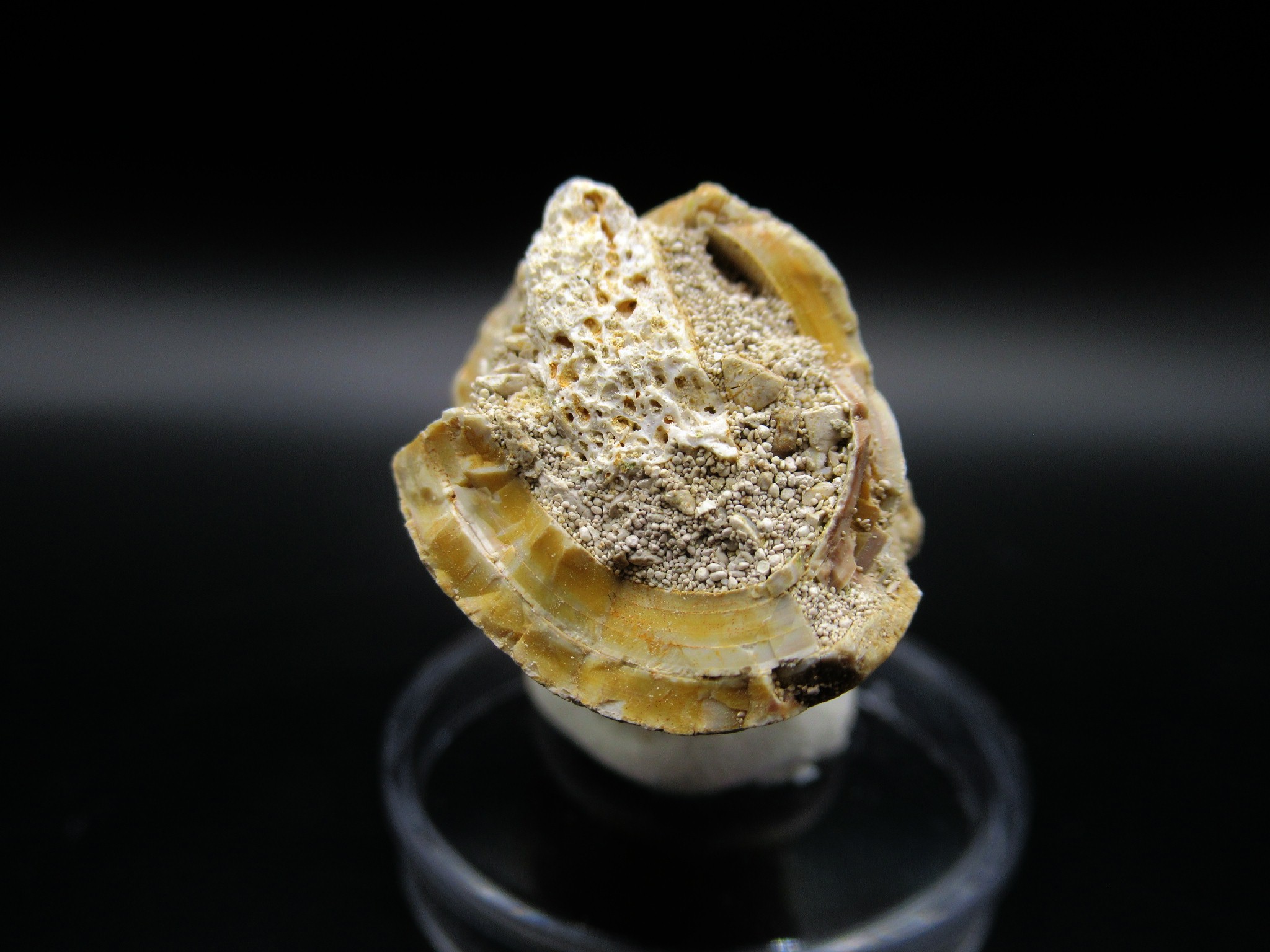 Maroccosuchus Crocodile Tooth 18d | Fossils for Sale