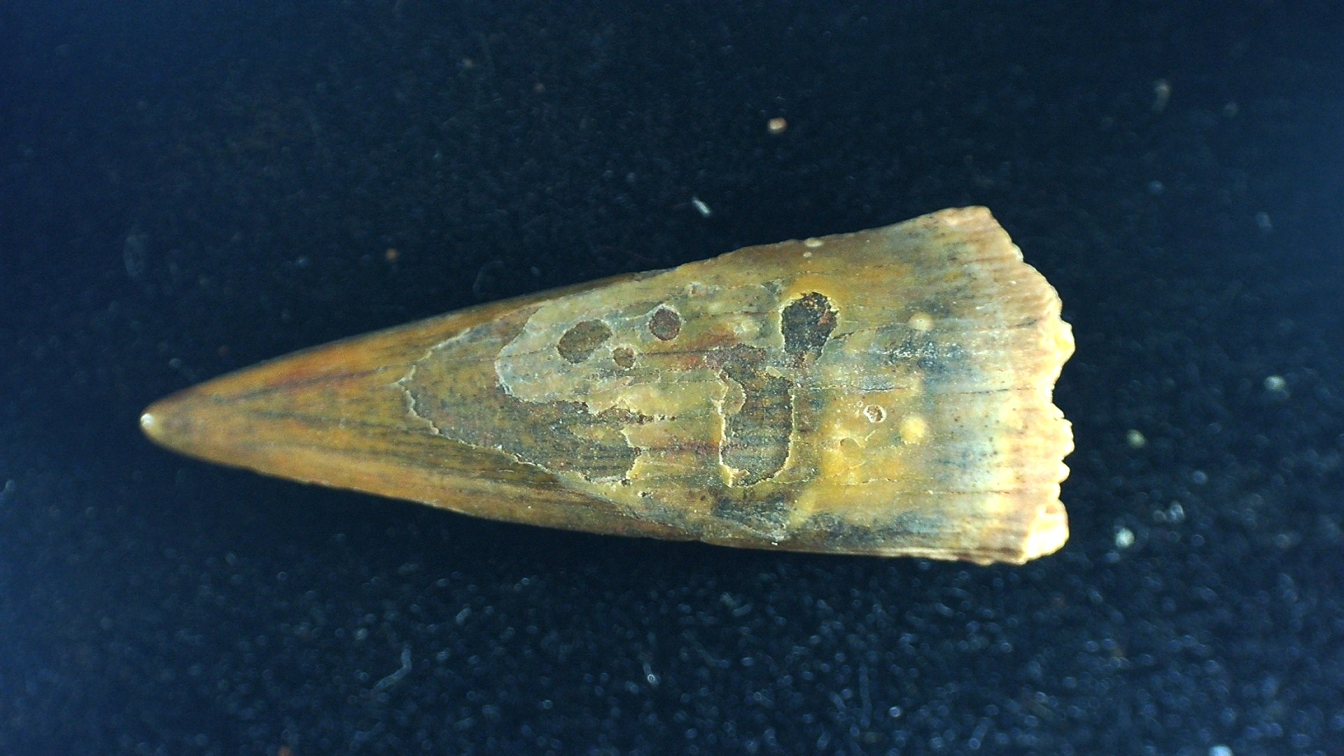 Morocco Siroccopteryx Pterosaur Tooth 62 | Fossils for Sale Genuine Cretaceous Age Siroccopteryx Pterosaur Tooth Fossils For Sale From Morocco #62