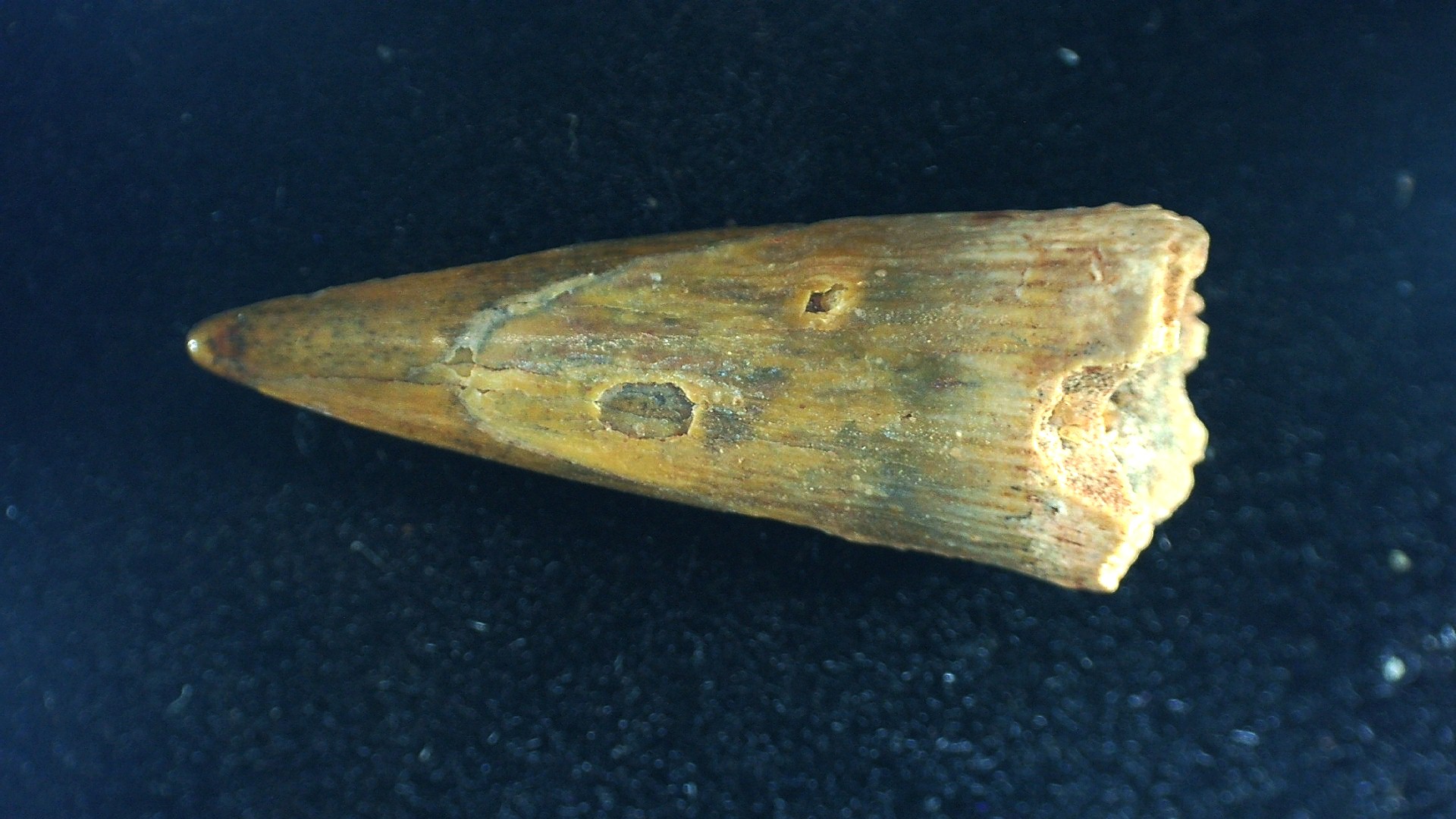 Morocco Siroccopteryx Pterosaur Tooth 62a | Fossils for Sale Genuine Cretaceous Age Siroccopteryx Pterosaur Tooth Fossils For Sale From Morocco #62a