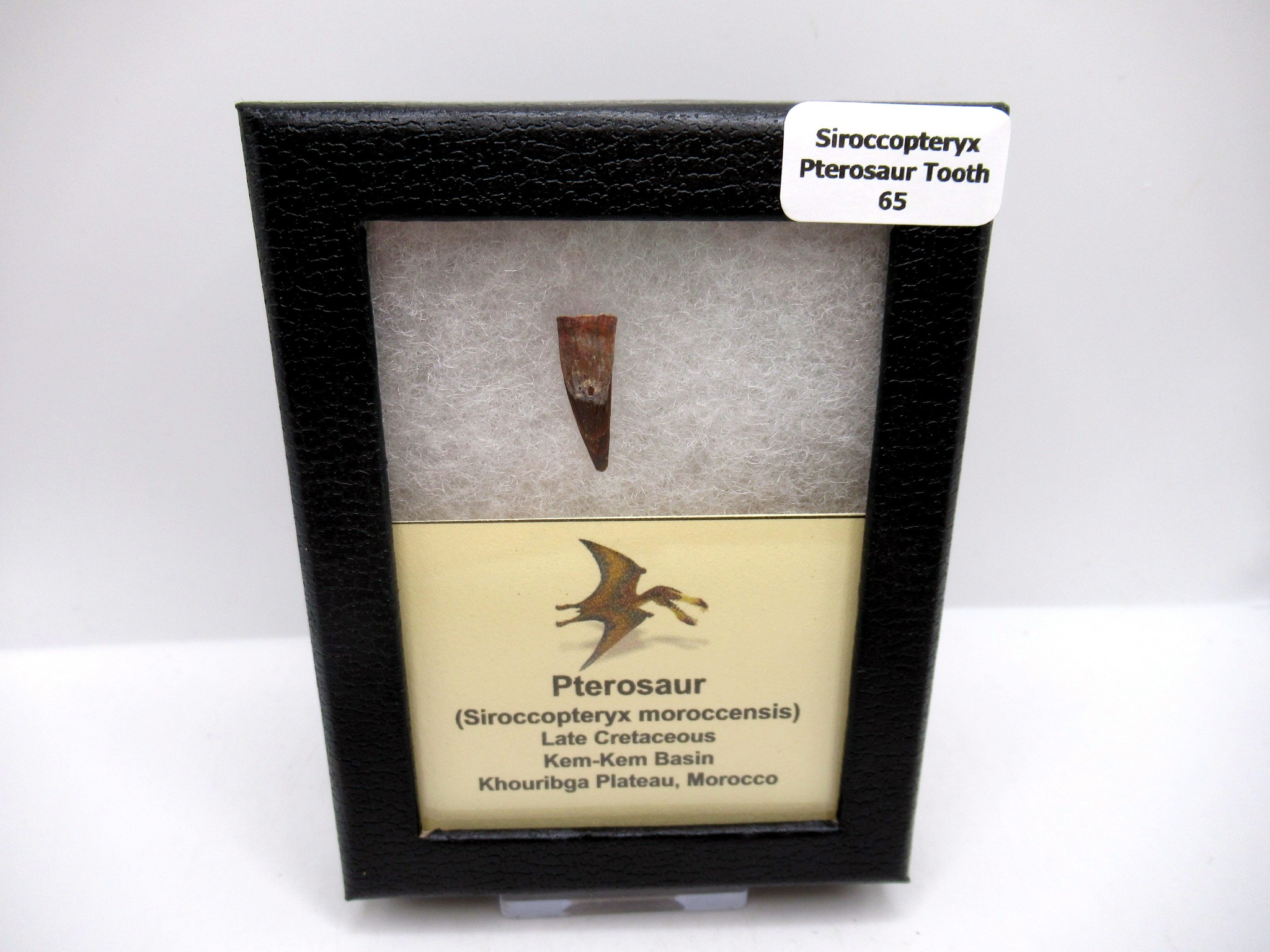 Siroccopteryx Pterosaur Tooth Morocco #65 Fossils for Sale