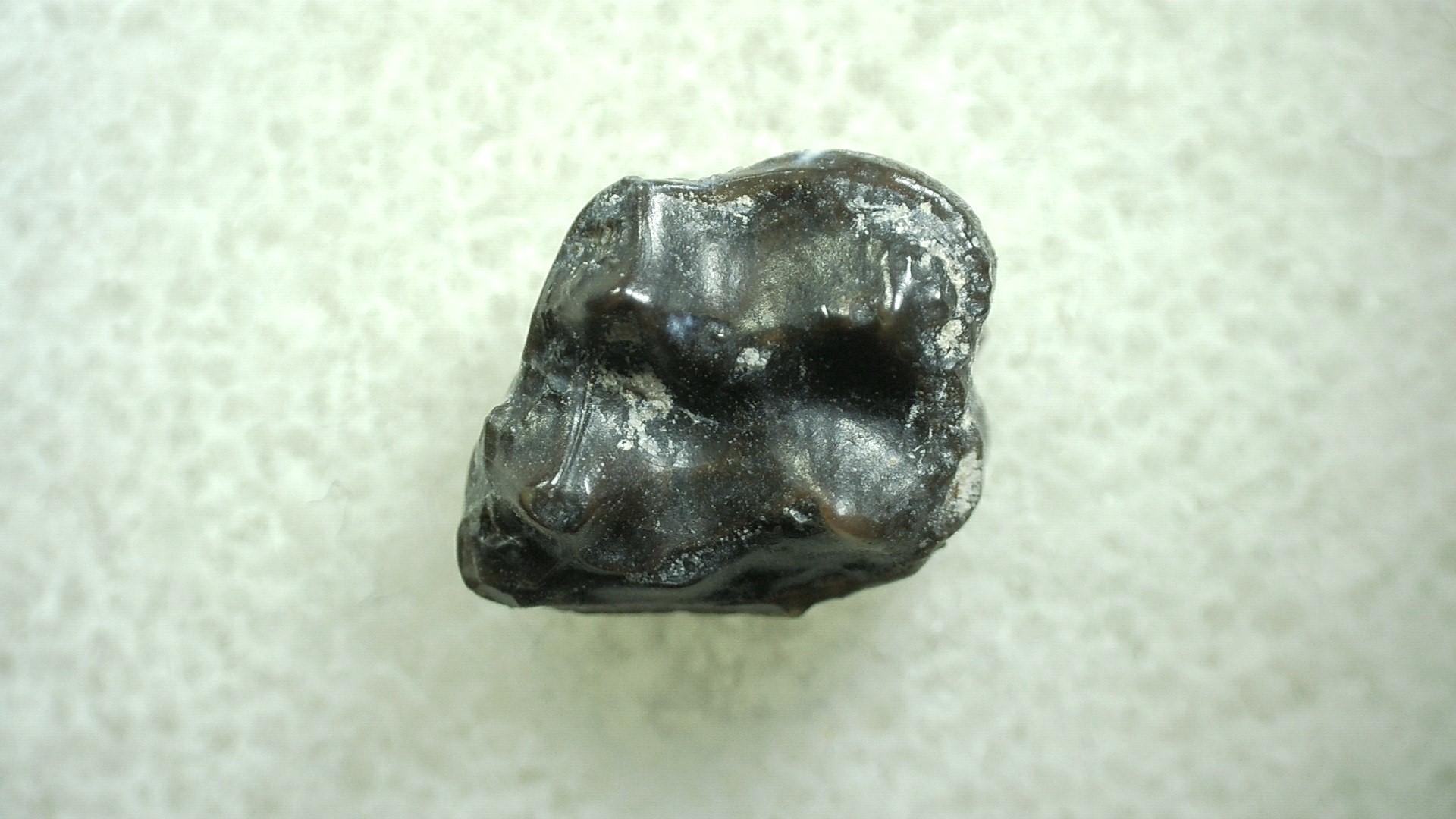 New Mexico Eocene Hyracotherium Tooth 37 | Fossils for Sale Genuine Eocene Age Hyracotherium Tooth Fossil for Sale from New Mexico #37