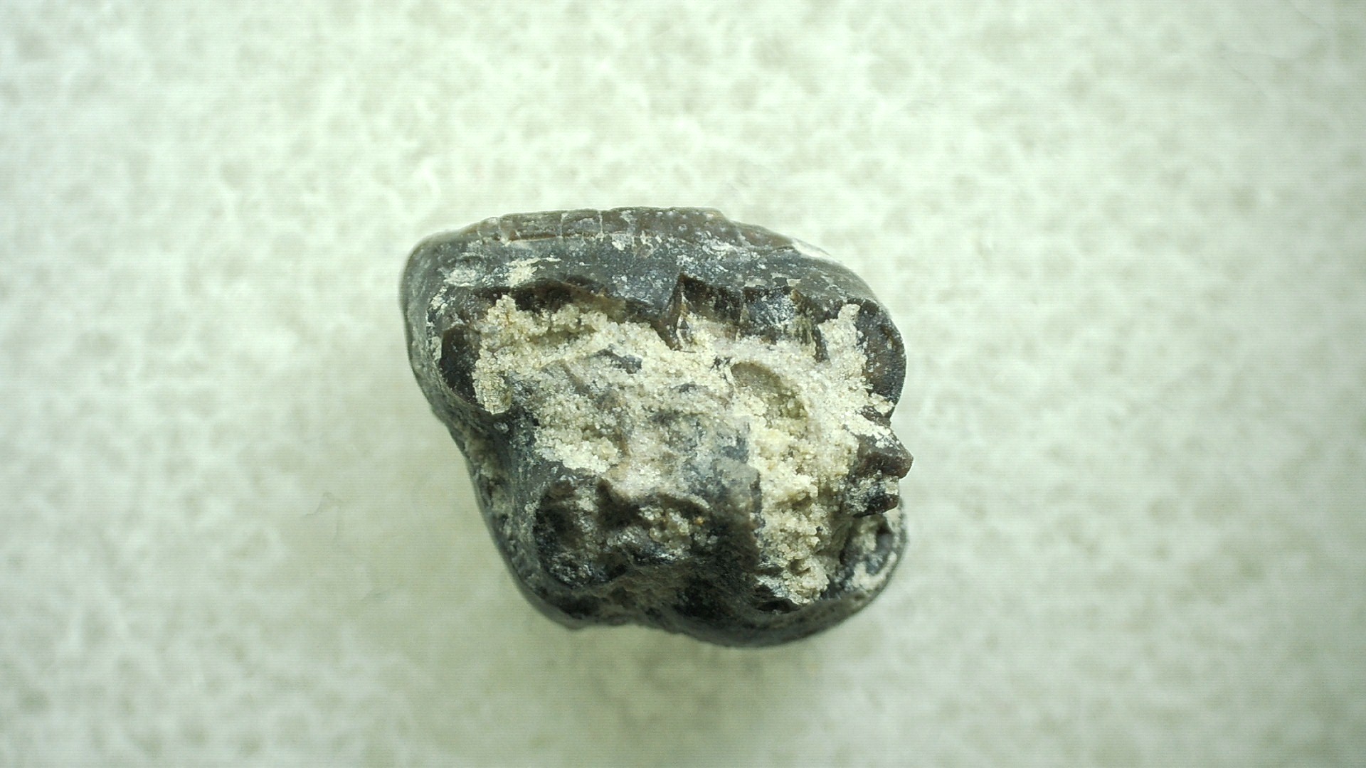 New Mexico Eocene Hyracotherium Tooth 37a | Fossils for Sale Genuine Eocene Age Hyracotherium Tooth Fossil for Sale from New Mexico #37a