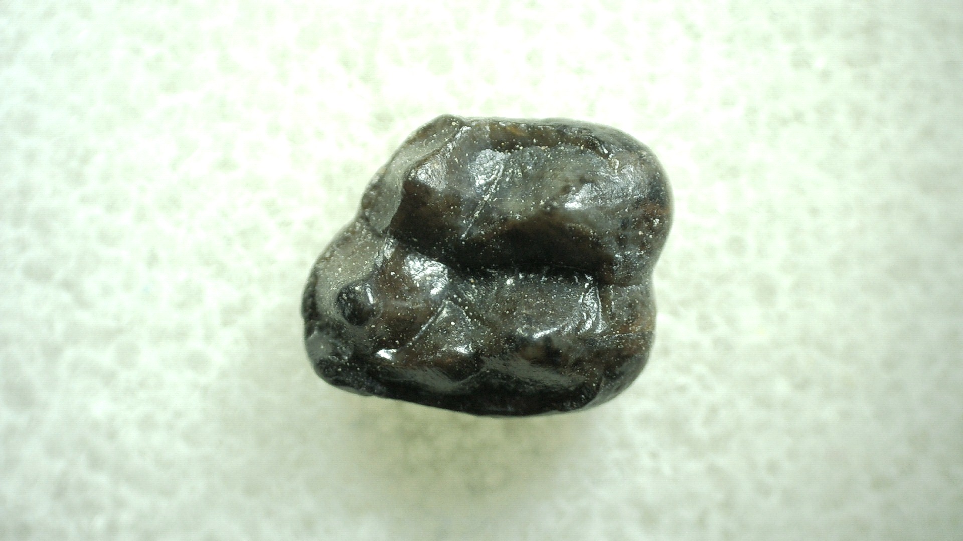 New Mexico Eocene Hyracotherium Tooth 43 | Fossils for Sale Genuine Eocene Age Hyracotherium Tooth Fossil for Sale from New Mexico #43