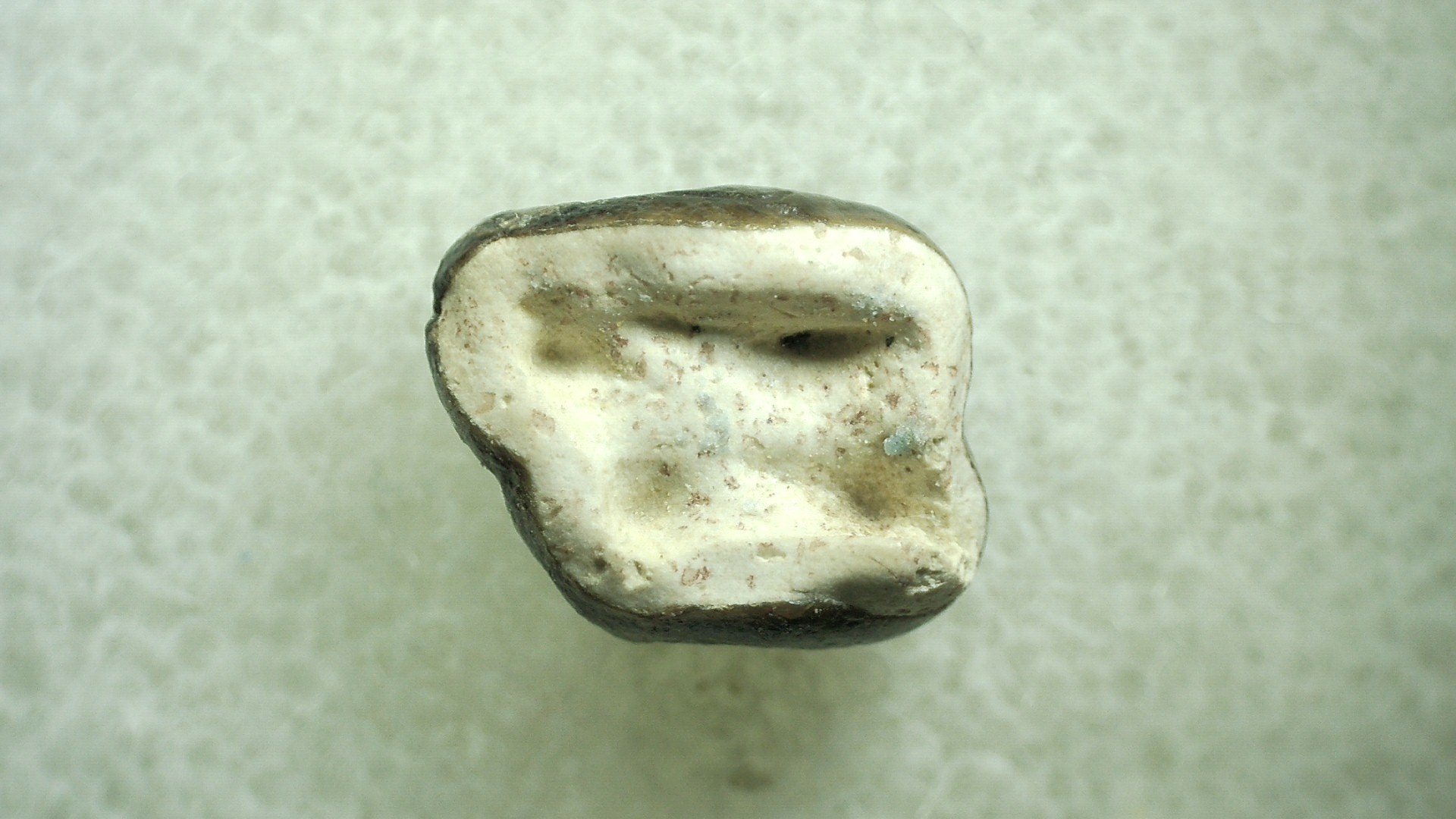 New Mexico Eocene Hyracotherium Tooth 43a | Fossils for Sale Genuine Eocene Age Hyracotherium Tooth Fossil for Sale from New Mexico #43a