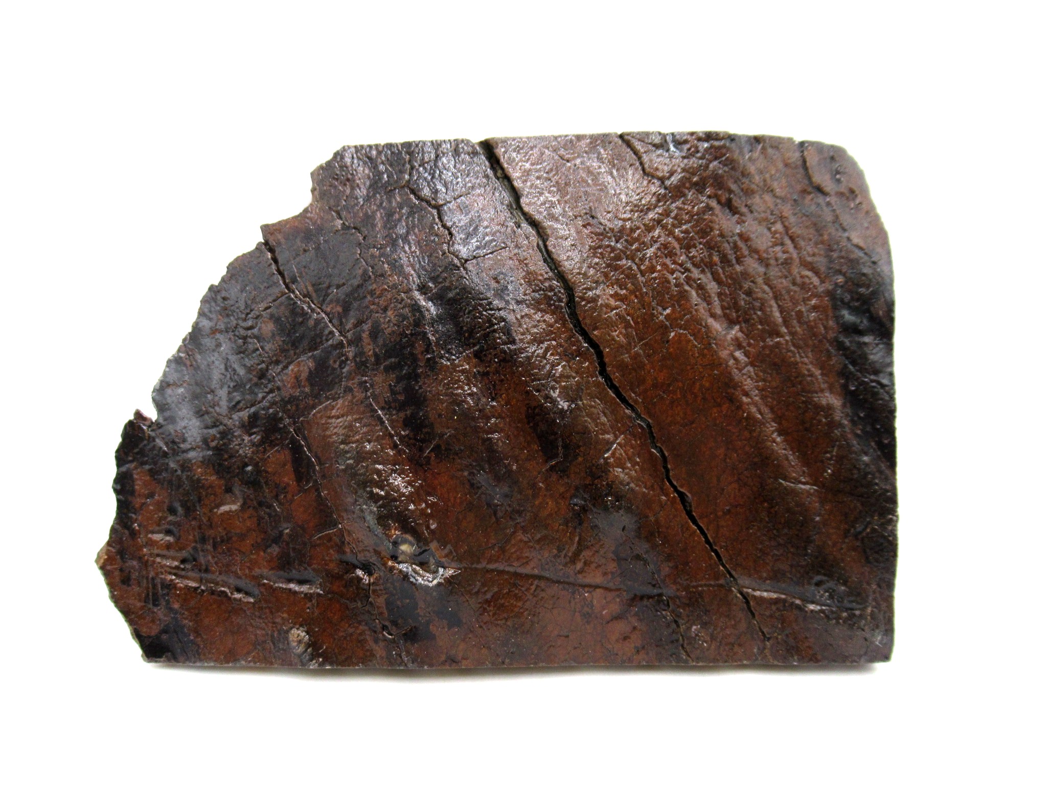 S. Carolina Woolly Mammoth Tooth Slice 47a | Fossils for Sale Genuine Pleistocene Age Woolly Mammoth Tooth Slice Fossils for Sale from South Carolina #47a