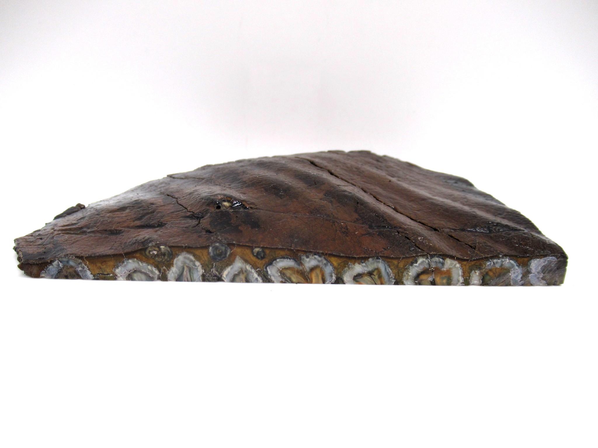 S. Carolina Woolly Mammoth Tooth Slice 47b | Fossils for Sale Genuine Pleistocene Age Woolly Mammoth Tooth Slice Fossils for Sale from South Carolina #47b